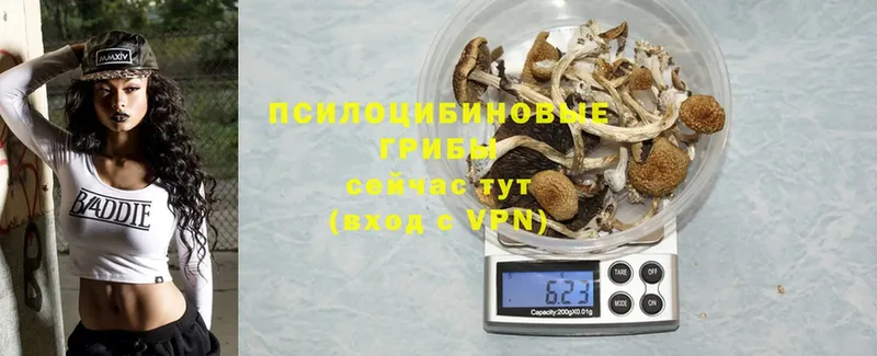 Псилоцибиновые грибы Psilocybe  KRAKEN как зайти  Белокуриха 